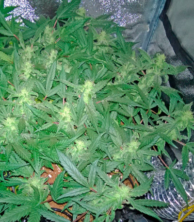 Семена сорта Deep Cheese fem (Dinafem Seeds)