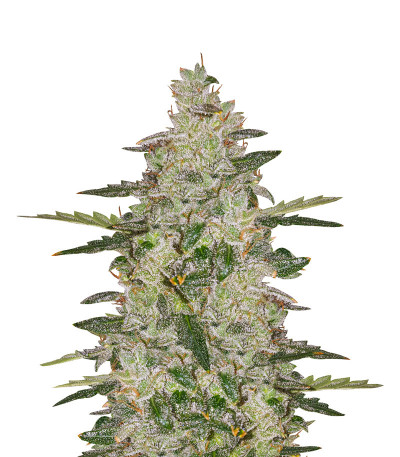 Семена сорта Auto Anesthesia fem (Pyramid Seeds)