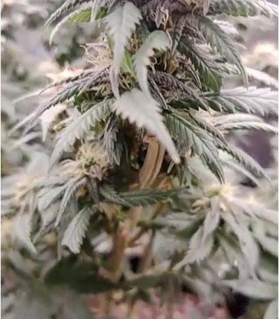 Семена сорта Runtz Punch fem (Herbies Seeds)