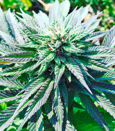 Семена сорта 707 Truthband by Emerald Mountain fem