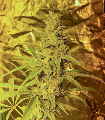 Семена сорта Auto Gelato #33 fem (Advanced Seeds)