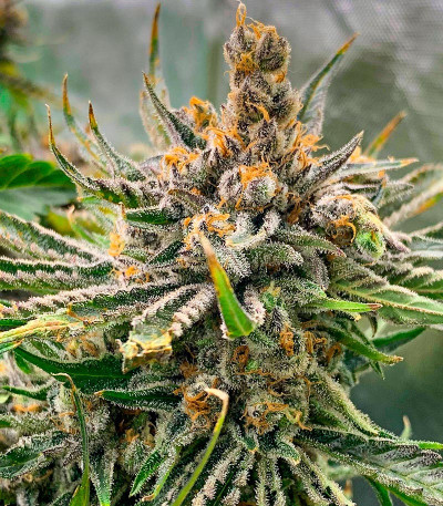 Семена сорта Dolly Kush fem (Dr. Krippling Seeds)