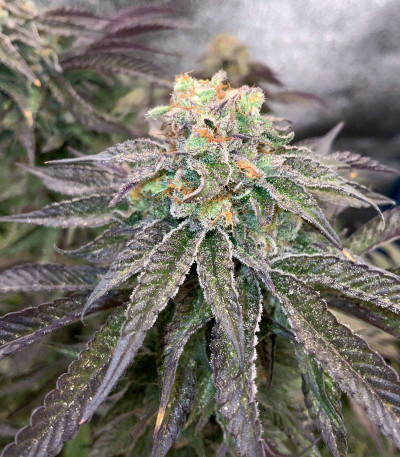 Семена сорта Mimosa X Orange Punch fem (Barney's Farm)