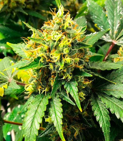 Семена конопли сорта AK-47