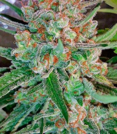 Семена сорта AK 48 reg (Nirvana Seeds)