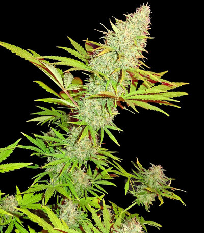 Семена сорта CBD Kong's Kush fem (Sumo Seeds)
