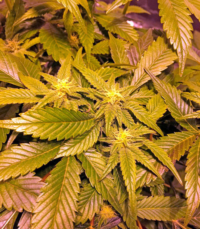 Семена конопли Critical Kush