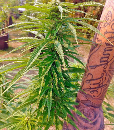 Семена сорта OG Kush fem (Humboldt Seeds)