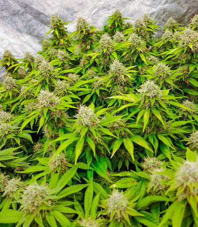 Семена конопли сорта Skunk Amsterdam