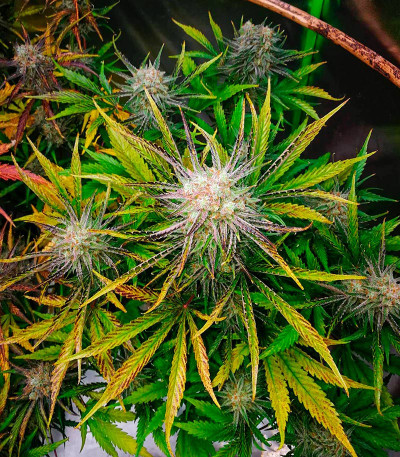 Семена сорта Apple Strudel Auto fem (FastBuds)