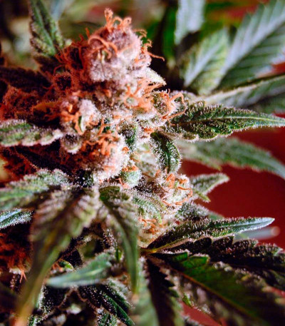 Семена сорта Belladonna fem (Paradise Seeds)