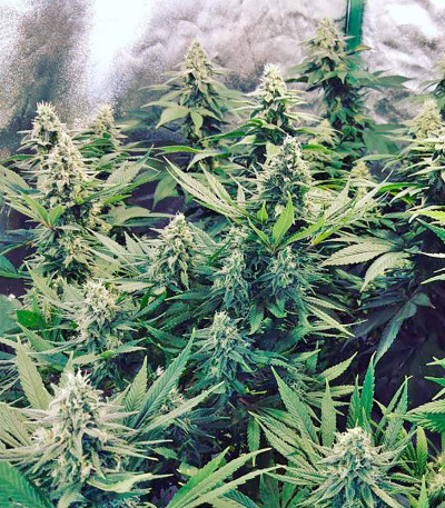 Семена сорта Strawberry Blue fem (World of Seeds)