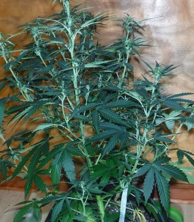 Семена сорта Sugar Black Rose Auto fem (Delicious Seeds)