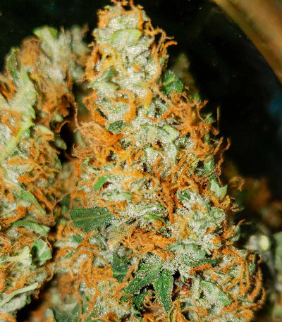 Семена сорта Big Satana 2 Auto fem (Семяныч)