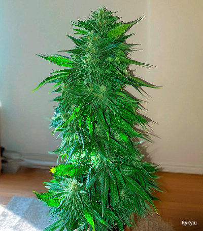 Семена сорта Gorilla fem (Семяныч)