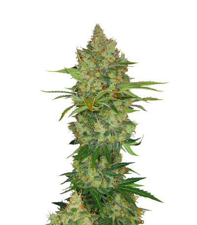 Семена сорта Auto Lemon Kix fem (Dutch Passion)