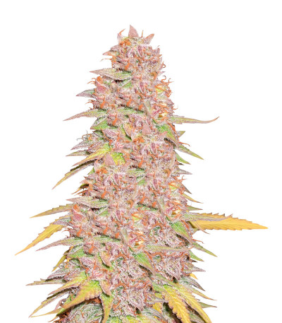 Семена сорта Gelato 242 fem