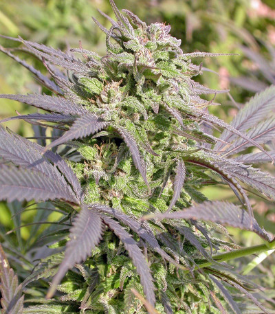 Семена сорта Biddy Early reg (Serious Seeds)