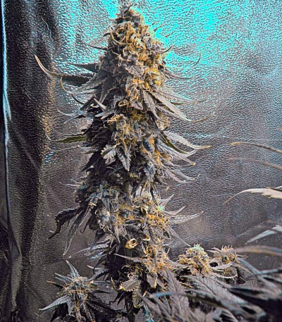 Семена сорта Big Band Max Auto