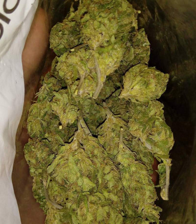 Семена сорта Cheese fem (Vision Seeds)