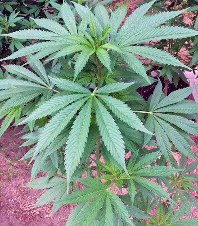 Семена сорта Spoetnik #1 fem (Paradise Seeds)