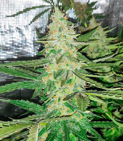 Семена сорта Watermelon Auto fem (Семяныч)