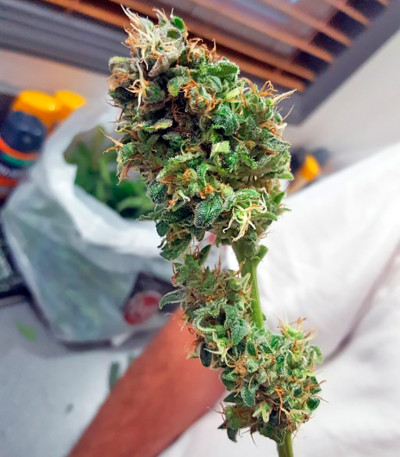 Семена сорта White Widow Automatic fem (Nirvana Seeds)