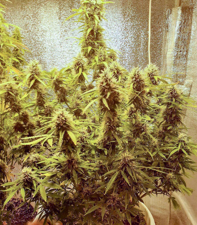 Семена сорта Dos-Vi-Dos Auto fem (Семяныч)