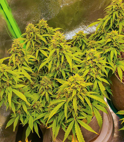 Семена сорта Gelato Glue Autoflower fem (Easy Grow Seeds)