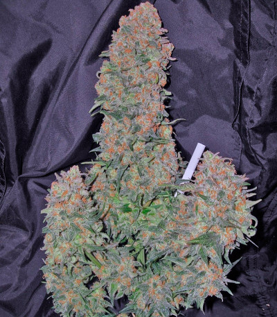 Сорт марихуаны Belaya Gvardiya