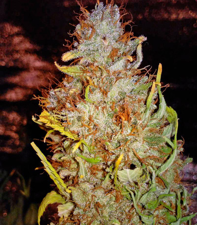 Семена сорта Ganesh reg (Mandala Seeds)