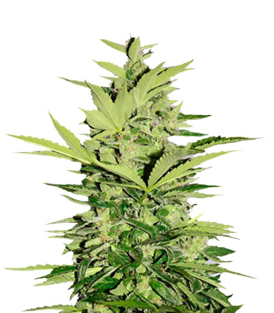 Семена сорта Supreme CBD Lemon OG Automatic fem