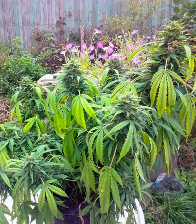 Семена сорта Orange Hill Special fem