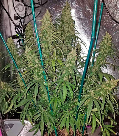 Семена сорта Sterling Haze (Super Silver Haze) reg (Nirvana Seeds)