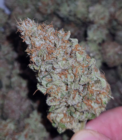 Семена сорта Sweet ZZ fem (RQS)