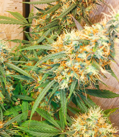 Семена сорта Bruce Banner Auto fem (Cali Buds Seeds)