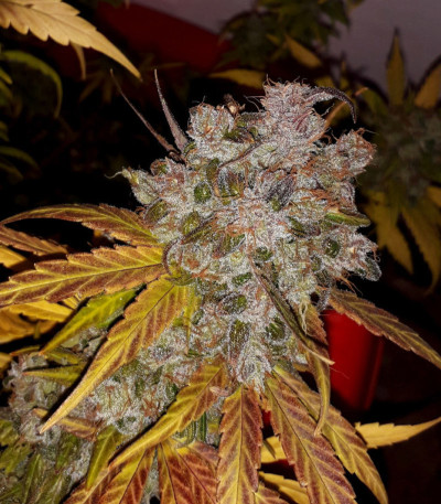 Семена сорта Critical Kali Mist fem (Delicious Seeds)