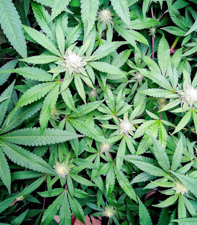 Семена сорта Mimosa Evo fem (Barneys Farm)