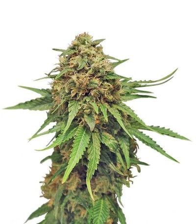Семена сорта Critical fem (Royal Queen Seeds)