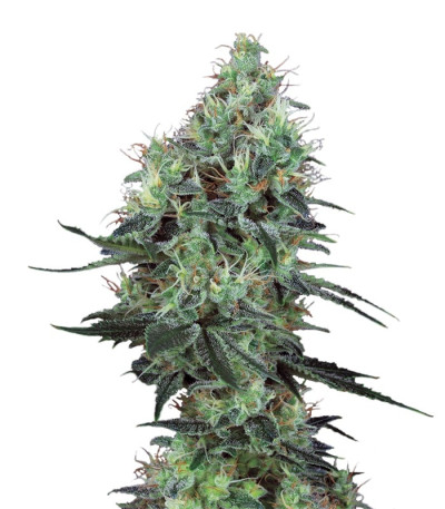 Семена сорта Electric Lemon G reg