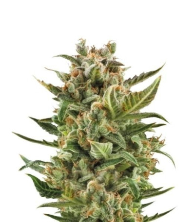 Семена сорта White Widow Automatic fem (Royal Queen Seeds)