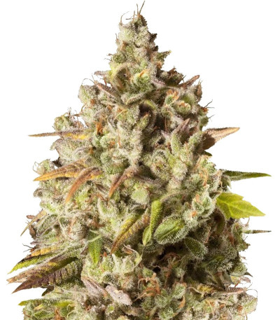 Семена сорта Royal Gorilla (Royal Queen Seeds)