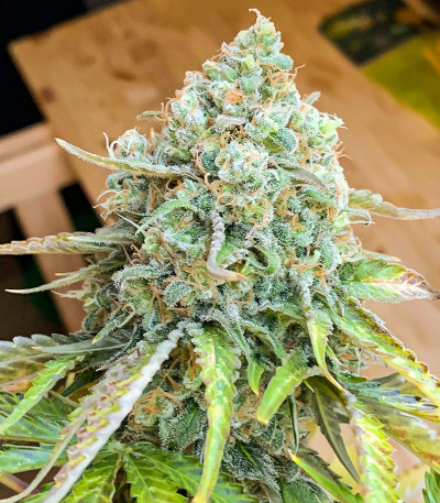 Семена сорта AK 47 Fast Version fem (Семяныч)