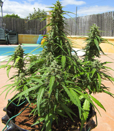 Семена сорта Auto Cinderella Jack fem (Dutch Passion)