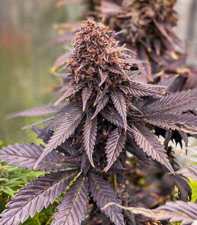 Семена сорта Black Lebanon fem (Dutch Passion)