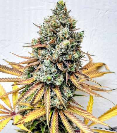 Семена сорта Bruce Banner fem (Семяныч)