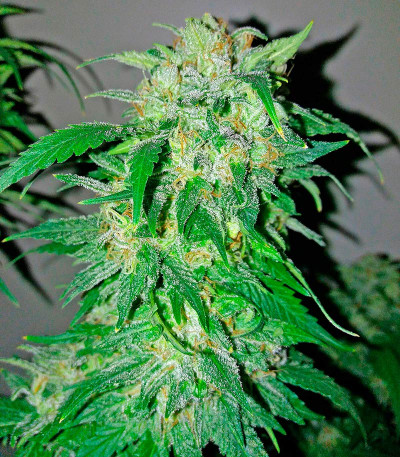 Семена сорта Bubba Kush Autoflowering fem (Dinafem Seeds)