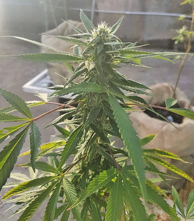 Семена сорта Bubblelicious reg (Nirvana Seeds)