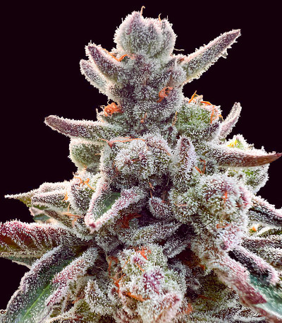 Семена сорта Polar Gelato fem (Silent Seeds)