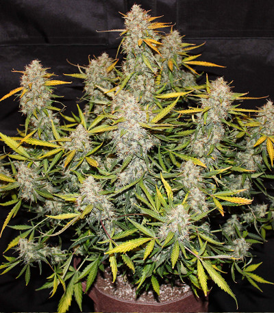 Семена сорта Smoothie Auto fem (FastBuds)